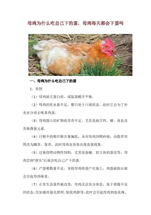 母鸡为什么吃自己下的蛋,母鸡每天都会下蛋吗