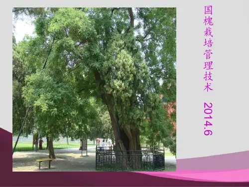 国槐栽培管理技术