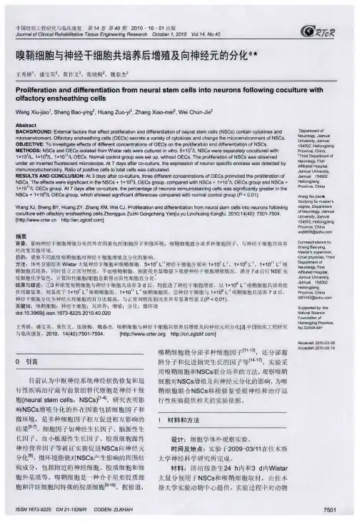 嗅鞘细胞与神经干细胞共培养后增殖及向神经元的分化