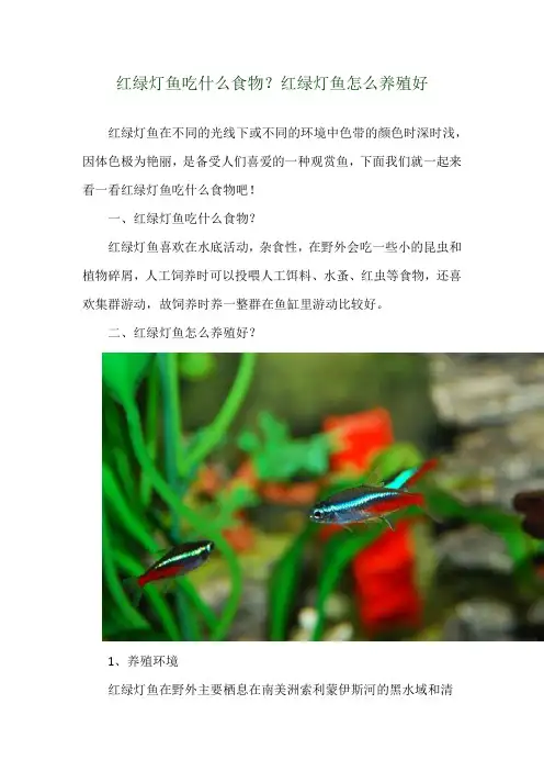 红绿灯鱼吃什么食物？红绿灯鱼怎么养殖好