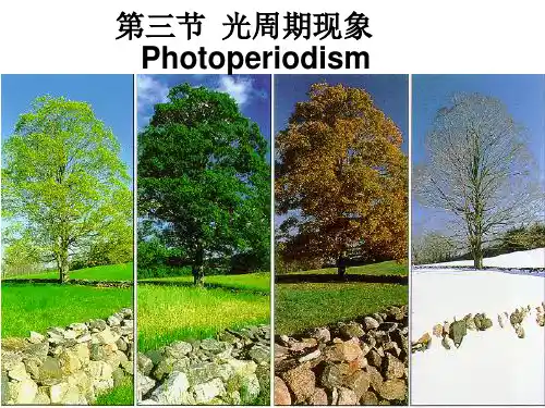 中国农业大学植物生理学本科课件 第十三章  植物成花诱导生理 第三节 光周期作用