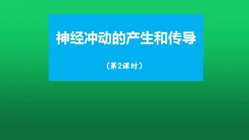 【课件】神经冲动的产生和传导第2课时说课课件2022-2023学年高二上学期生物人教版选择性必修1