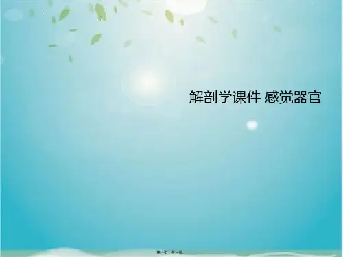 解剖学 感觉器官 (共14张PPT)