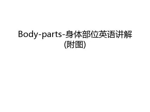 Body-parts-身体部位英语讲解(附图)演示教学