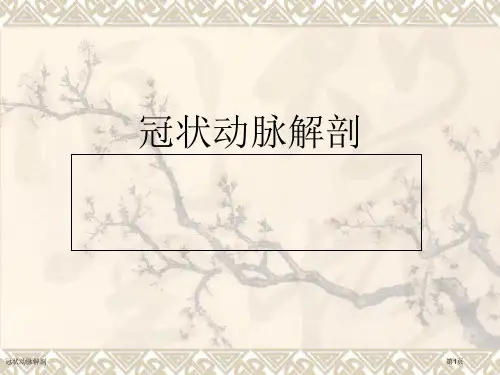 冠状动脉解剖