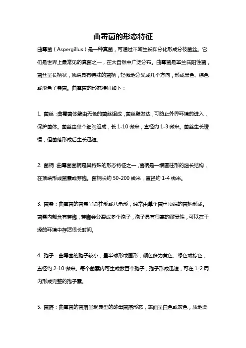 曲霉菌的形态特征