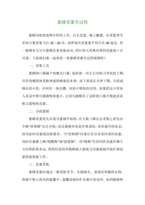 蜜蜂采蜜全过程