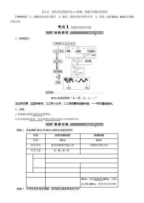 《第一遗传信息的携带者核酸细胞中的糖类和脂质》优秀教案