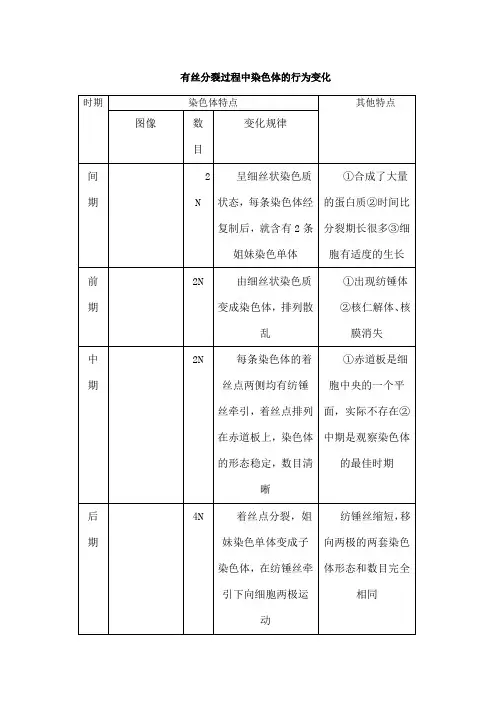 有丝分裂过程中染色体的行为变化