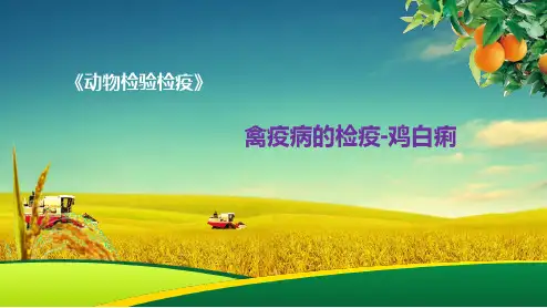 禽疫病的检疫-鸡白痢