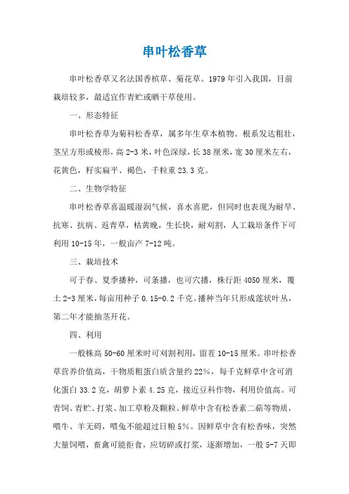 串叶松香草