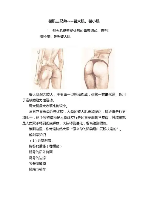 臀肌三兄弟----臀大肌、臀小肌