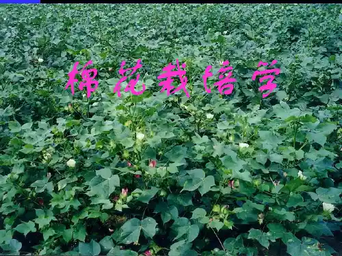 《棉花栽培学》ppt课件