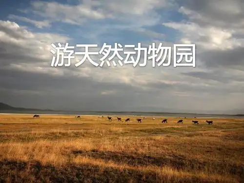游天然动物园_课件