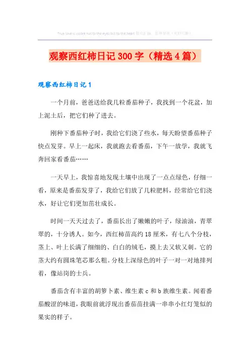 观察西红柿日记300字(精选4篇)