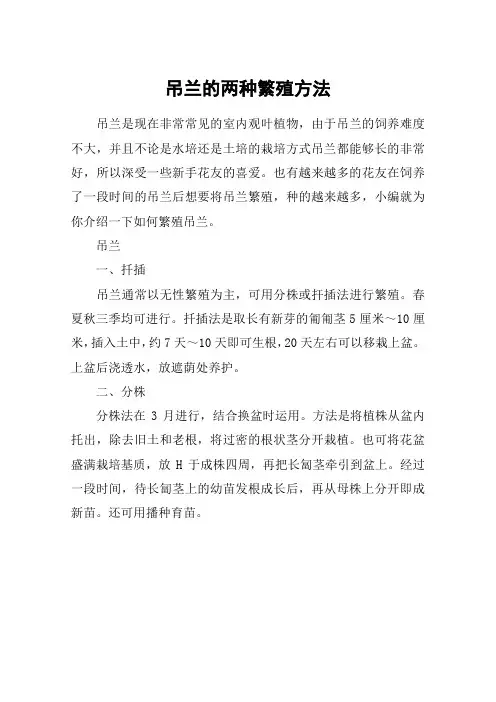 吊兰的两种繁殖方法