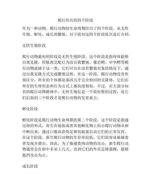 爬行经历的四个阶段