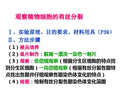 动植物细胞有丝分裂实验