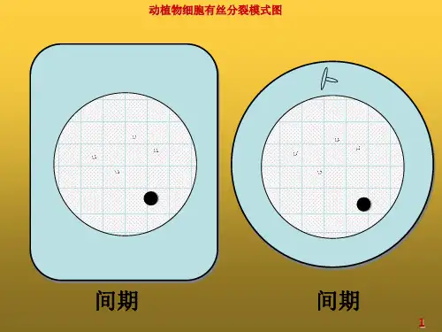 动植物细胞有丝分裂图