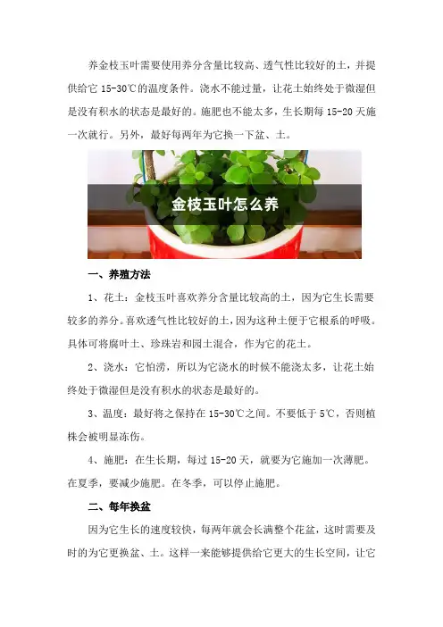 金枝玉叶怎么养
