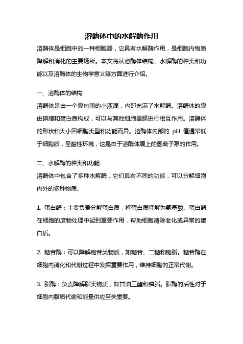 溶酶体中的水解酶作用