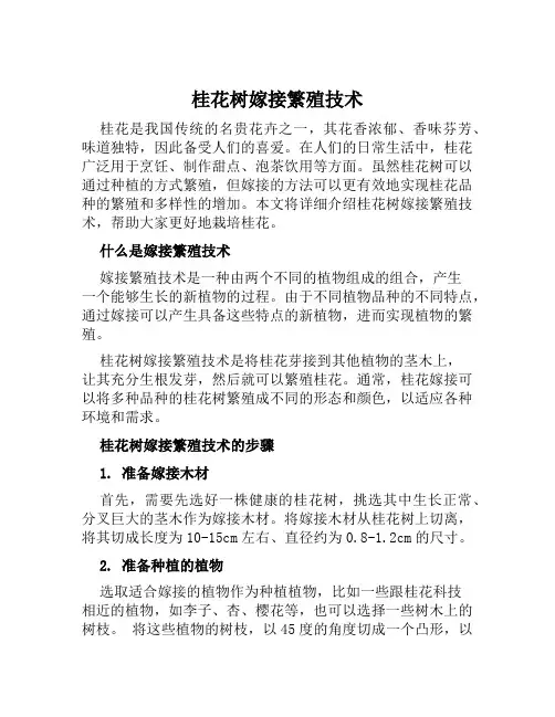 桂花树嫁接繁殖技术
