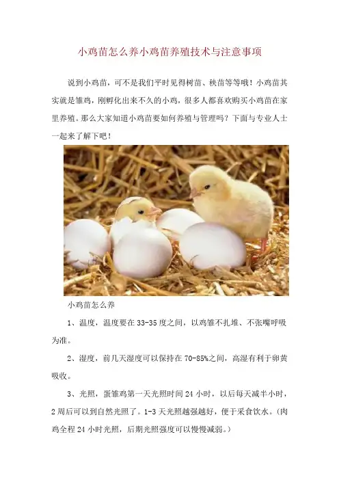 小鸡苗怎么养 小鸡苗养殖技术与注意事项