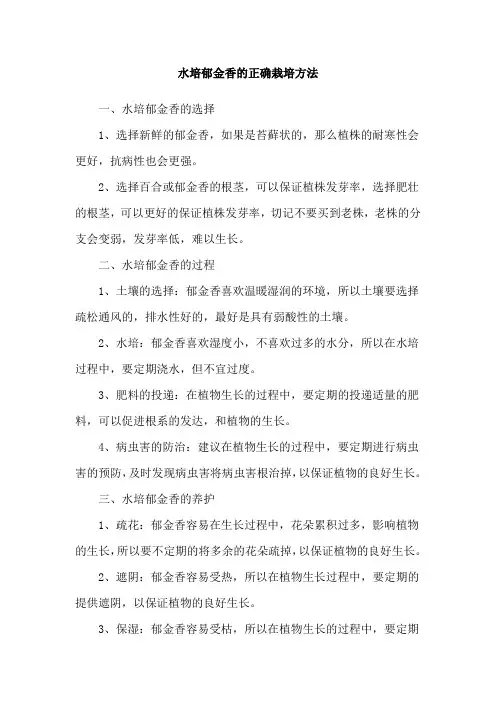 水培郁金香的正确栽培方法