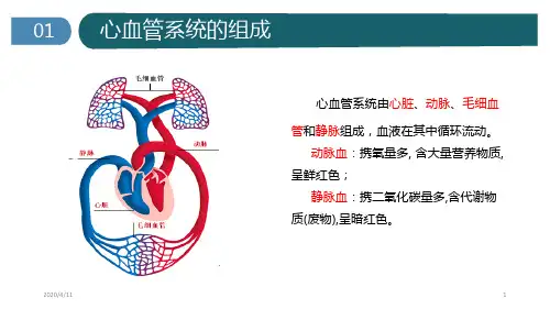 心脏的基本解剖(课堂PPT)