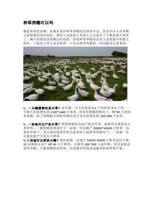 种草养鹅可以吗