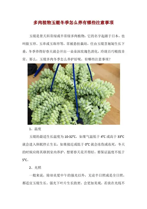 多肉植物玉缀冬季怎么养 有哪些注意事项
