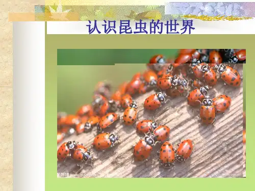 认识昆虫世界
