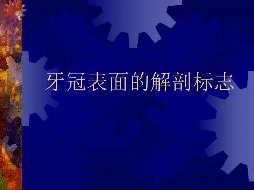 牙冠表面的解剖标志