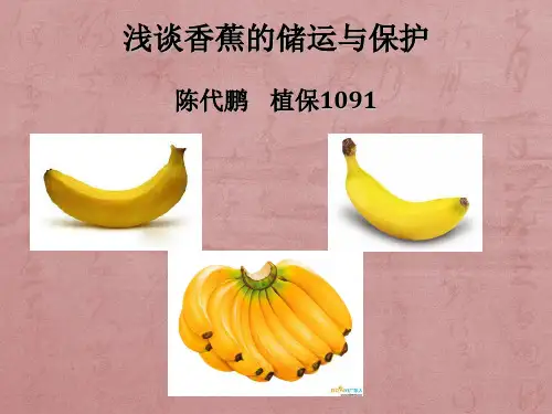 香蕉的储藏与运输