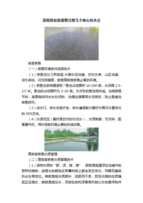 高密度养鱼需要注意几个核心技术点