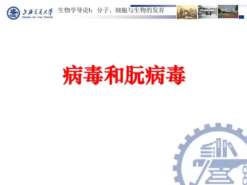 病毒和朊病毒ppt课件