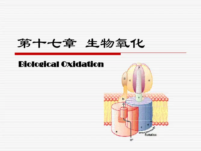 中国海洋大学资料 生物氧化