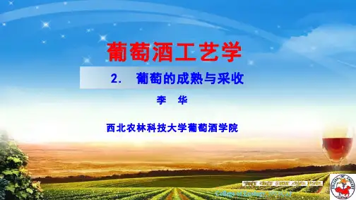 葡萄的成熟与采收
