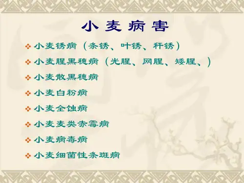 小麦病害