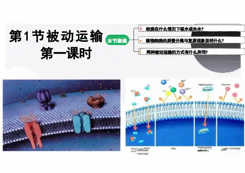 4.1被动运输 课件 高中生物学 2019版必修1