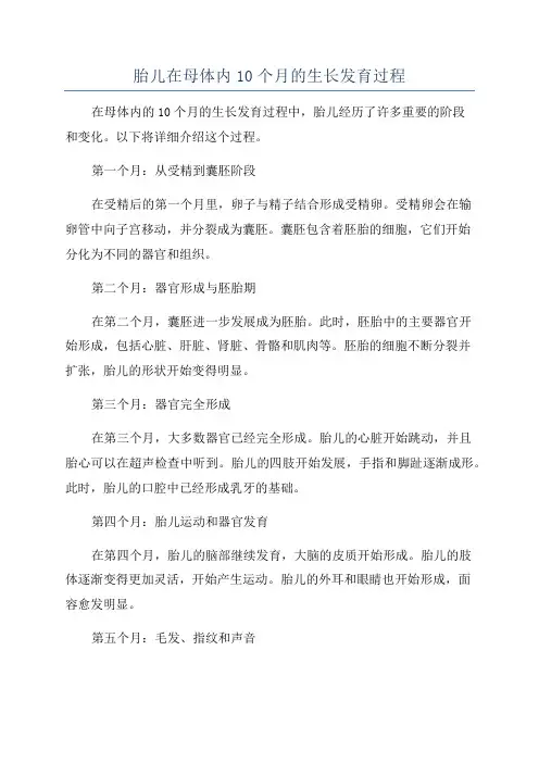 胎儿在母体内10个月的生长发育过程