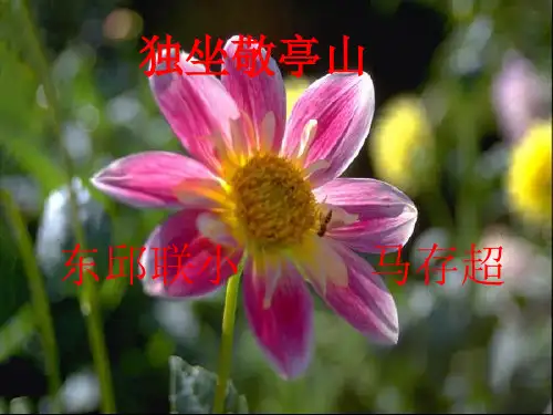 人教版四年级语文下册《独坐敬亭山》课件PPT