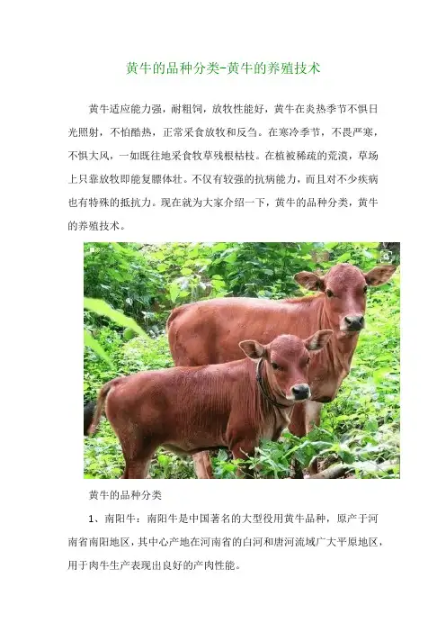 黄牛的品种分类黄牛的养殖技术