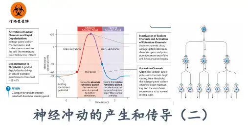 生物选择性必修一神经冲动的产生和传导