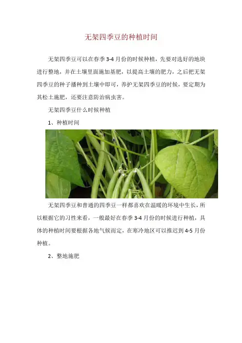 无架四季豆的种植时间