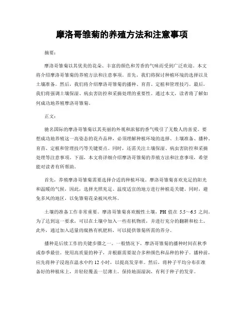 摩洛哥雏菊的养殖方法和注意事项