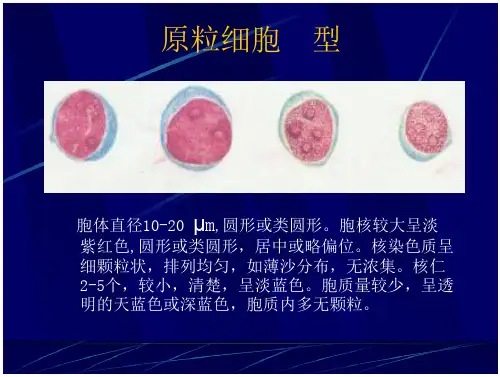正常血细胞形态学