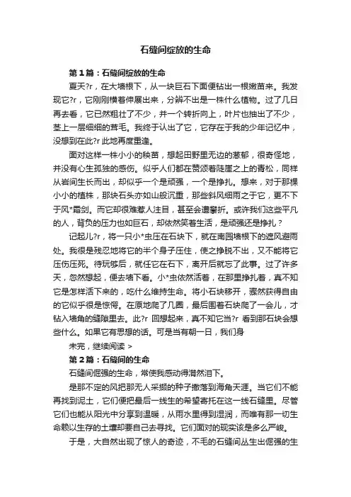 石缝间绽放的生命