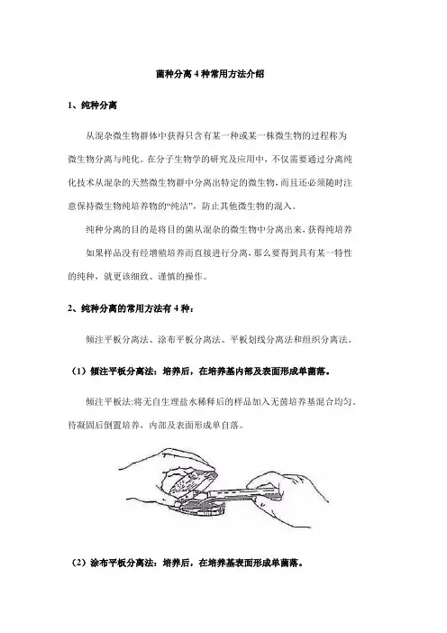 菌种分离4种常用方法介绍