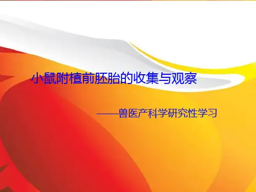 小鼠胚胎的收集PPT课件